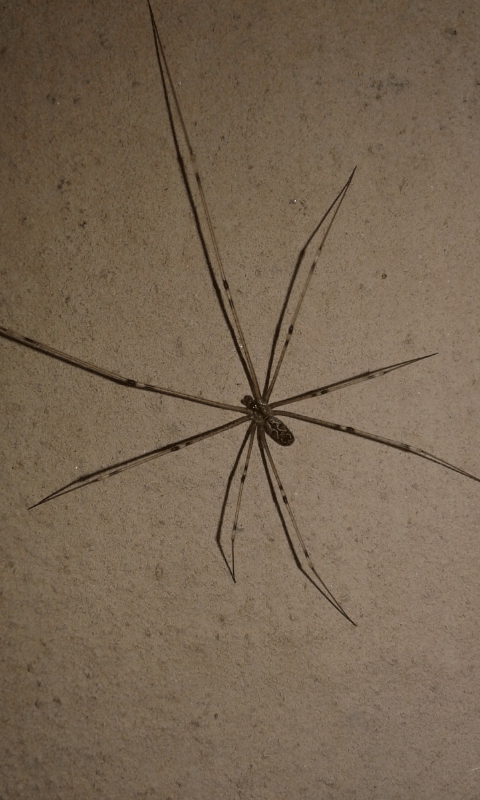 Holocnemus pluchei (Pholcidae)? S - prov. PD